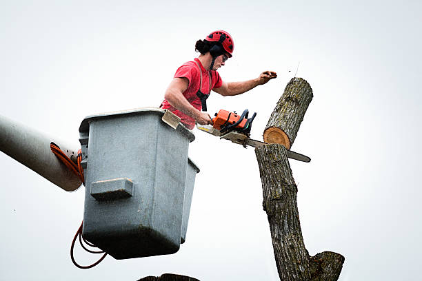 Best Commercial Tree Services  in Circle Pines, MN